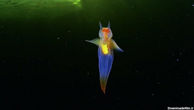 عکس | فرشته دریایی، موجودی فوق‌العاده زیبا و خیال‌انگیز