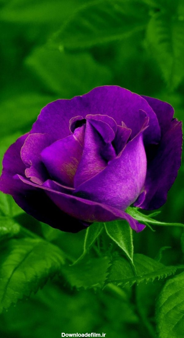 عکس گل رز بنفش طبیعی