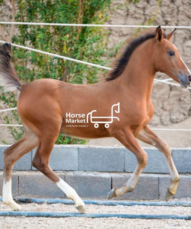 فروش کره اسب ۶ ماهه دره شور -