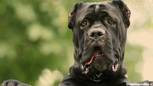 ترسناک ترین نژادهای سگ در دنیا+ عکس | طرفداری