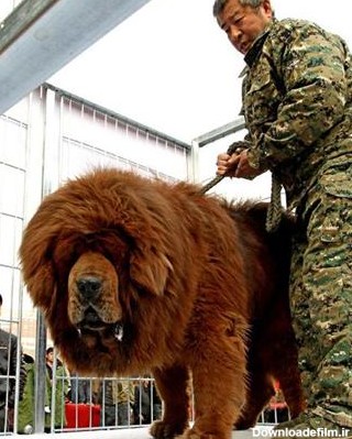 عکس: سگی به اندازه یک شیر!