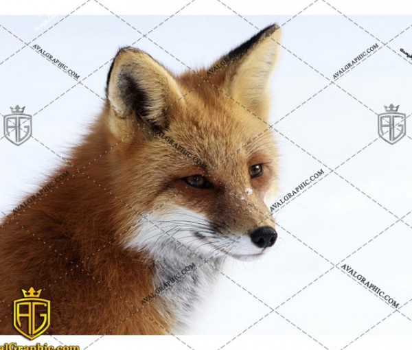 عکس با کیفیت روباه مهربان مناسب برای طراحی و چاپ - عکس روباه - تصویر روباه - شاتر استوک روباه - شاتراستوک روباه