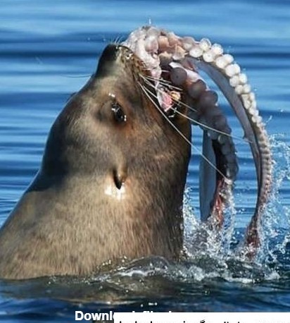 عکس شیر دریایی ❤️ [ بهترین تصاویر ]