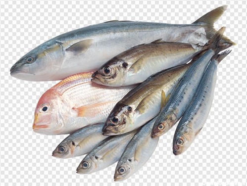 تصویر ترانسپرنت دوربری شده ماهی های مختلف با فرمت png