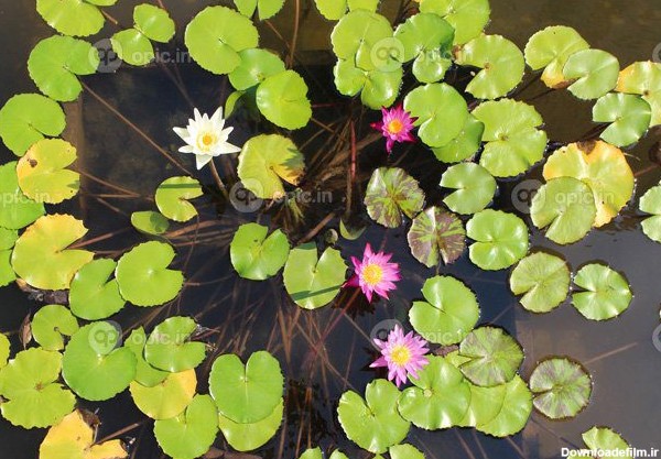 دانلود عکس بسیاری از حوضچه های گل نیلوفر آبی و اشک طبیعی زیبا | اوپیک