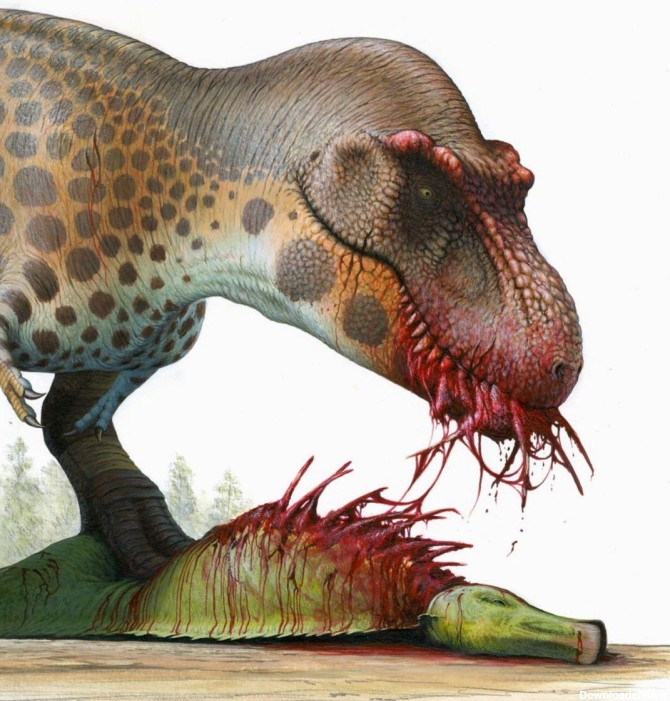 یک تیرانوساروس رکس  بزرگ در حال خوردن وحشیانه  یک دایناسور منقار اردکی از ۶۶ میلیون سال پیش  . آمریکای شمالی