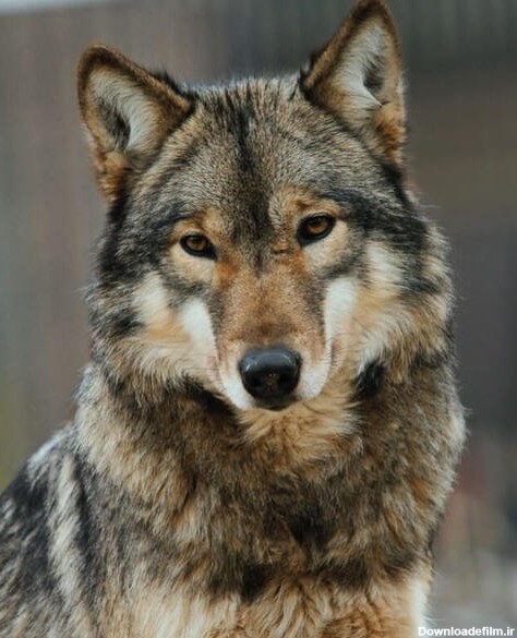 حیوانات : گرگ ها