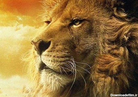 عکس از سلطان جنگل شیر