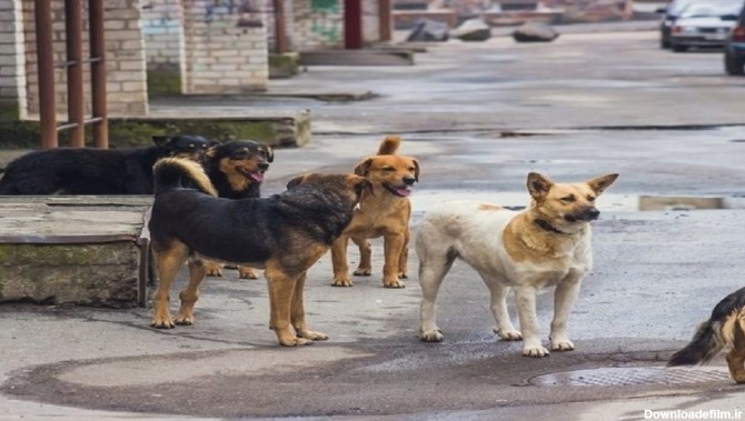 داستان ناتمام سگ‌های ولگرد این بار در بهارستان + تصویر