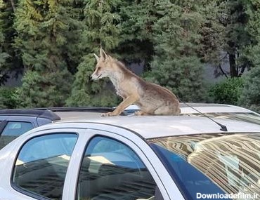 عکس) روباه زیرک مسافر یکی از خودرو‌های شهرک امید شد!