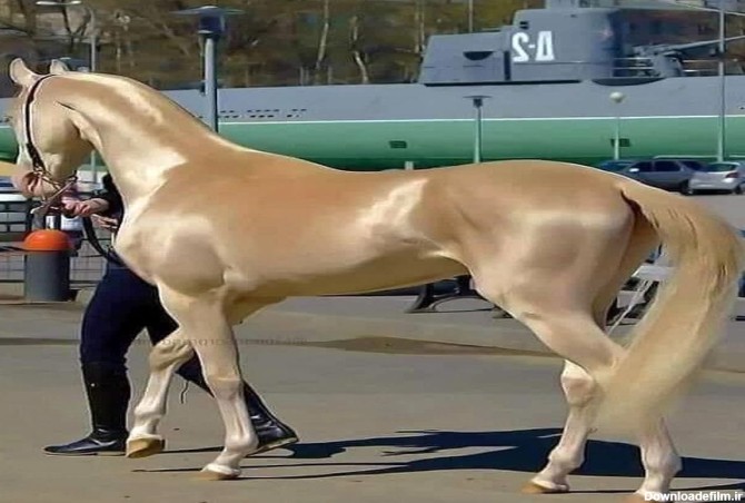 چند اسب طلایی در دنیا وجود دارد؟