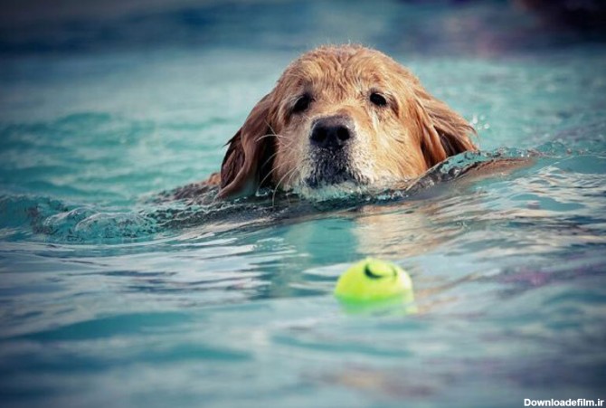 ببینید | تمرین عجیب یک سگ در لب دریا برای شکار توپ!
