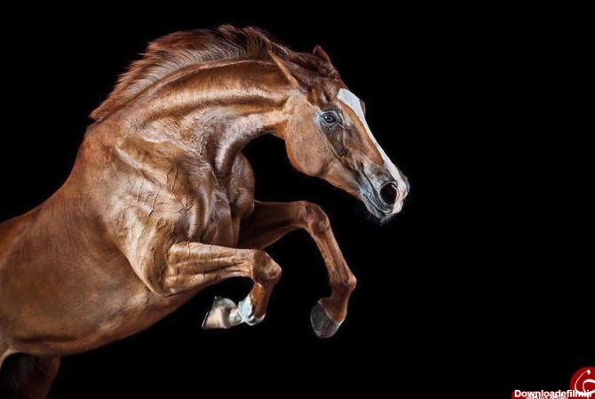 پرتره های زیبا از اسب + تصاویر