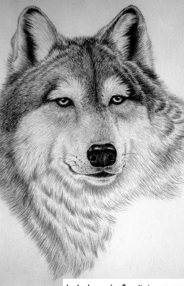 عکس نقاشی صورت گرگ کودکانه به روز