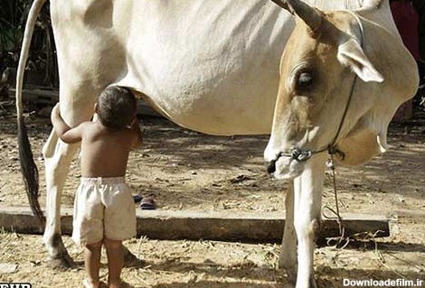 شیرخوردن بچه انسان از گاو! / عکس
