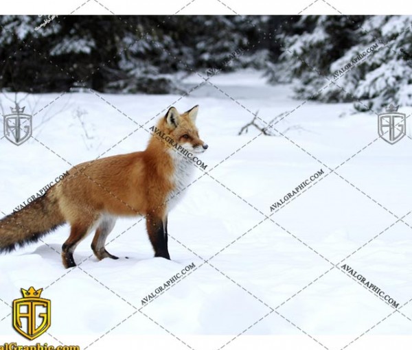 عکس با کیفیت روباه سردسیری مناسب برای طراحی و چاپ - عکس روباه - تصویر روباه - شاتر استوک روباه - شاتراستوک روباه