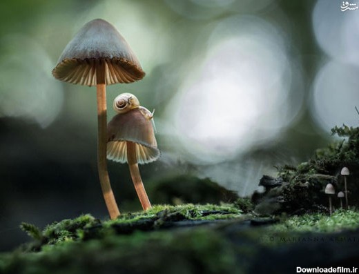 عجیب ترین قارچ های جنگلی (عکس)
