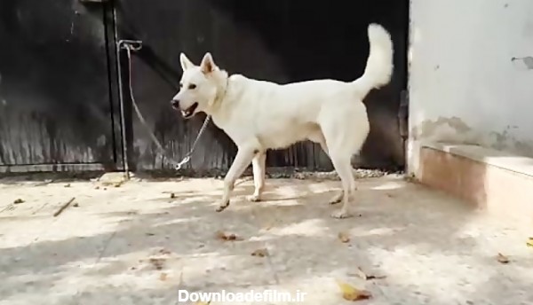 سگ جرمن شپرد سفید-German Shepherd