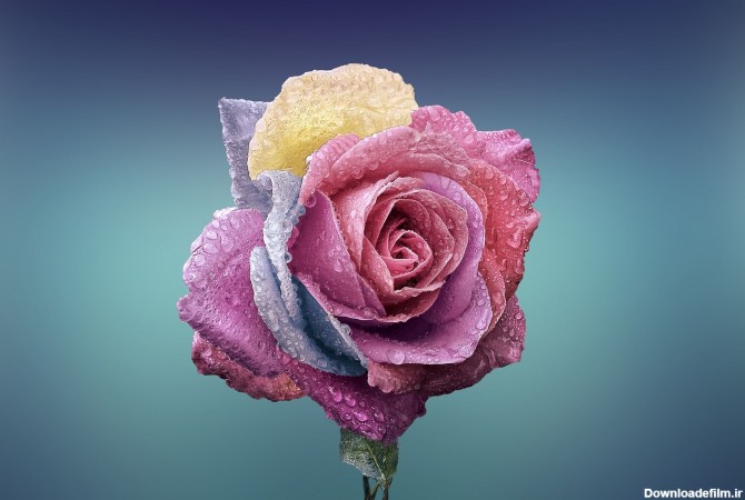 عکس زمینه هنری از گل رز صورتی با شبنم پس زمینه | والپیپر گرام
