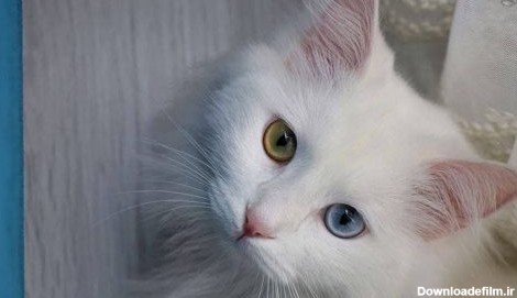 گربه چشم رنگی مشهور شهر وان ترکیه