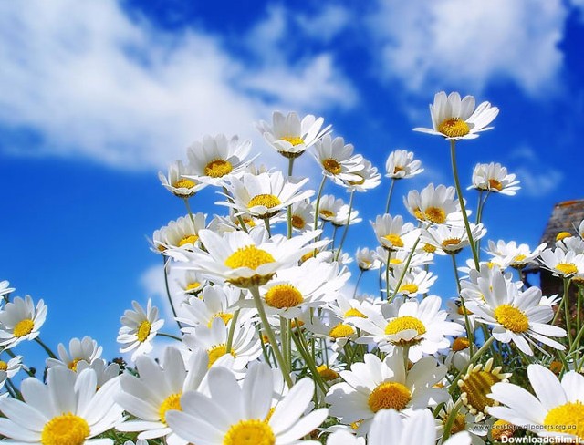 عکسهایی از گلهای بسیار زیبای بهاری - باغی از بهشت