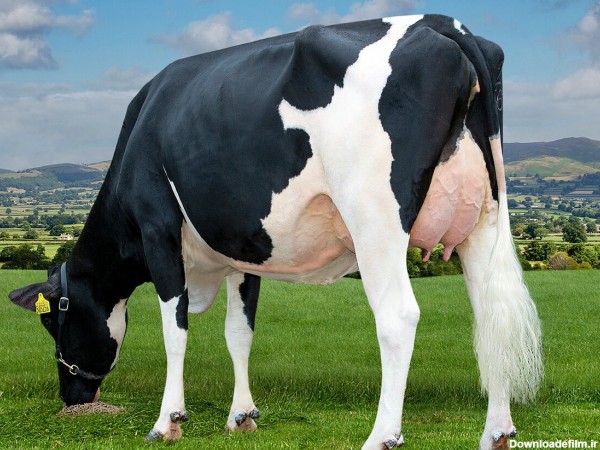 ببینید | گاوی که شیر کم چرب تولید میکند!