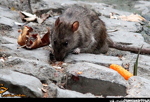 آخرین خبر | عکس/ موش های شهر تهران