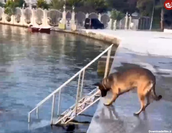 ویدیو) تمرین عجیب یک سگ در لب دریا برای شکار توپ!