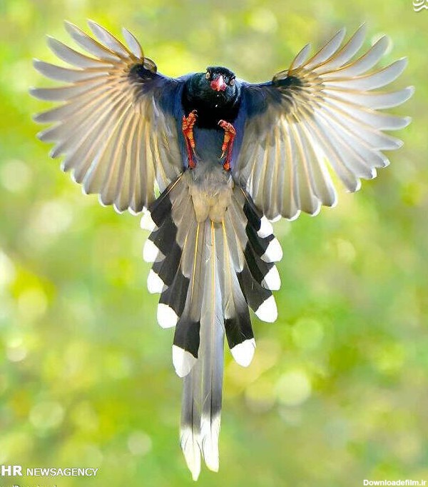 مشرق نیوز - عکس/ زیباترین پرندگان