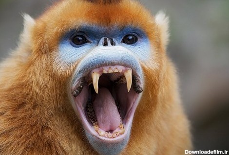 حمله میمون ها در چه مکان هایی بیشتر دیده شده است؟