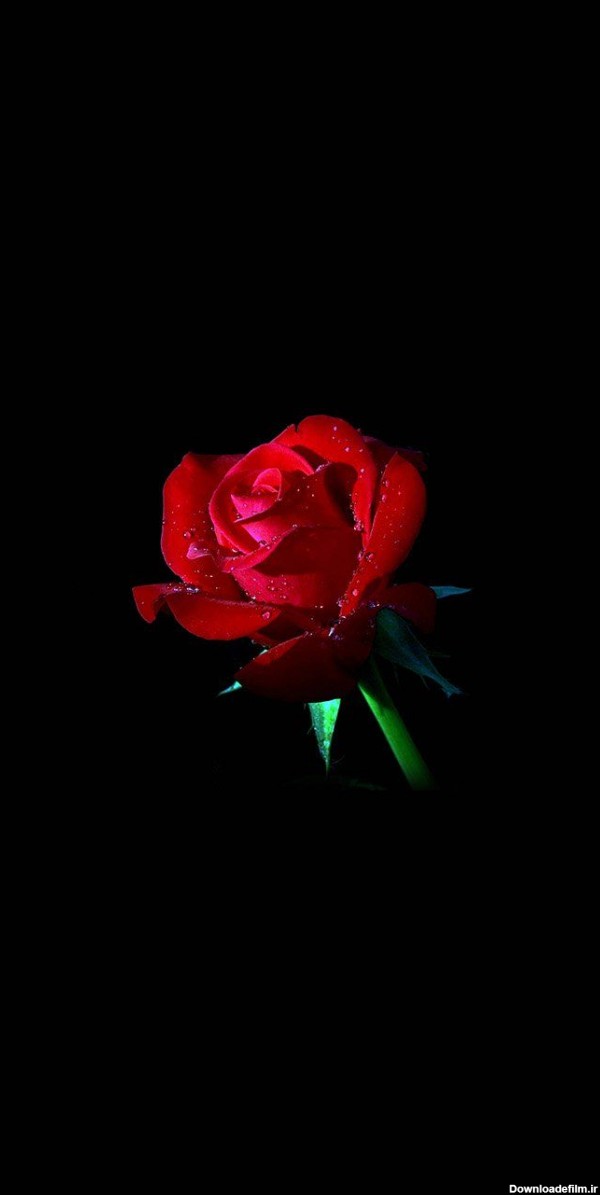 تصویر زمینه گوشی لمسی دخترانه گل رز قرمز