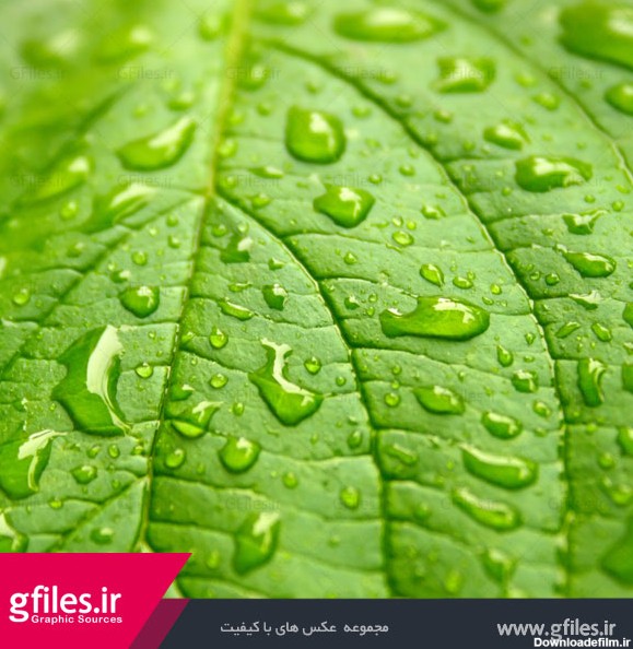 عکس قطرات شبنم بر روی یک برگ سبز از نمای نزدیک