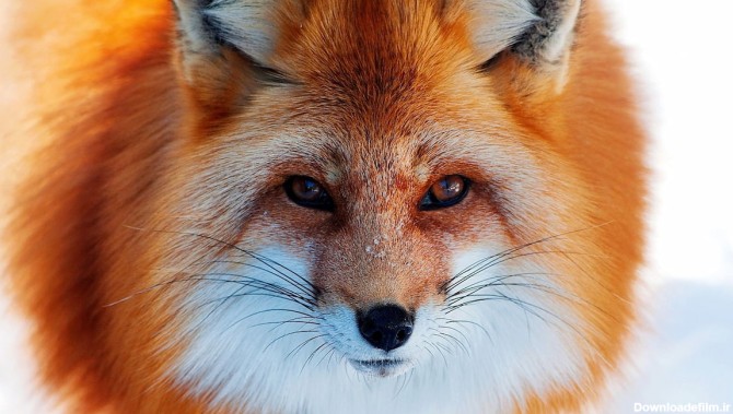 زیبایی روباه به روایت تصویر
