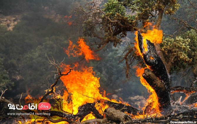 چه عواملی موجب تخریب جنگل ها می شوند؟ | وبلاگ اقامت 24