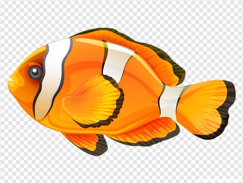 فایل دوربری شده و ترانسپرنت ماهی زیبای نارنجی با فرمت png