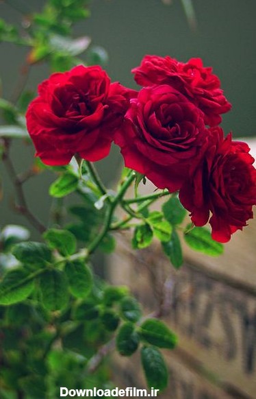 عکس گل برای پروفایل اینستاگرام