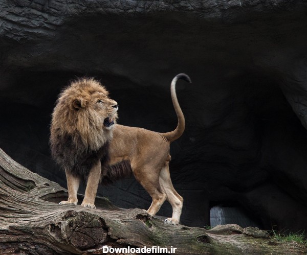 عکسهای زیبا از شیر سلطان جنگل