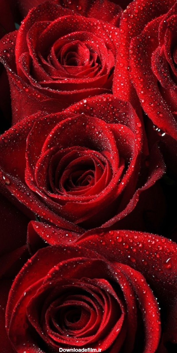 عکس گل رز قرمز پر رنگ