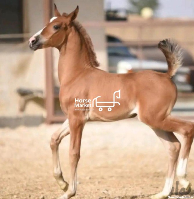 فروش کره اسب مادیان ۸ ماهه دره شور -
