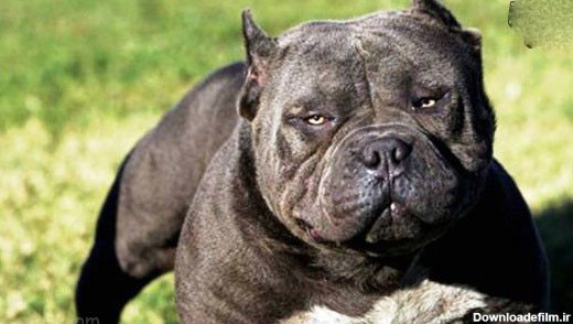 ترسناک ترین نژادهای سگ در دنیا+ عکس | طرفداری