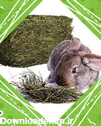 یونجه خرگوش | یونجه خوکچه هندی | خرید انواع علوفه خشک از جی جی لوپ
