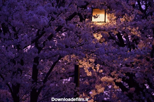 دانلود عکس های فصل بهار در شب های رویایی و زیبا با کیفیت HD