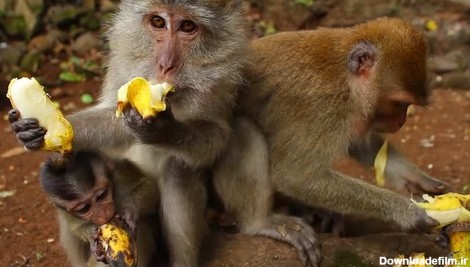 غذای میمون چیست؟