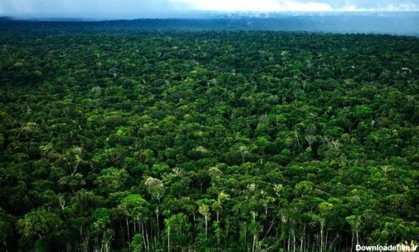 جنگل آمازون - عکس ویسگون