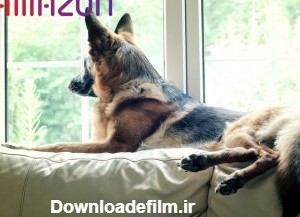 ژرمن شپرد یا سگ چوپان آلمانی | German Shepherd |Deutscher Schäferhund