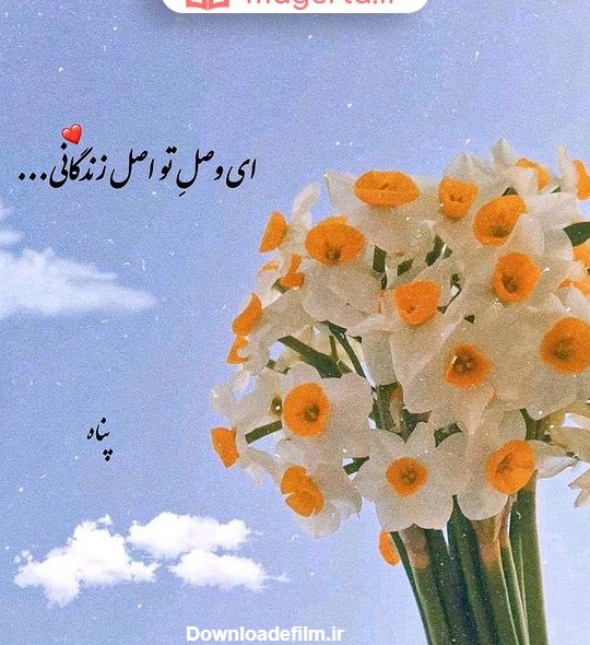 متن در مورد گل نرگس   + عکس نوشته عاشقانه درباره گل نرگسی - ماگرتا