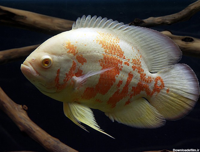 ماهی اسکار (Oscar) – استخوان نارنجی