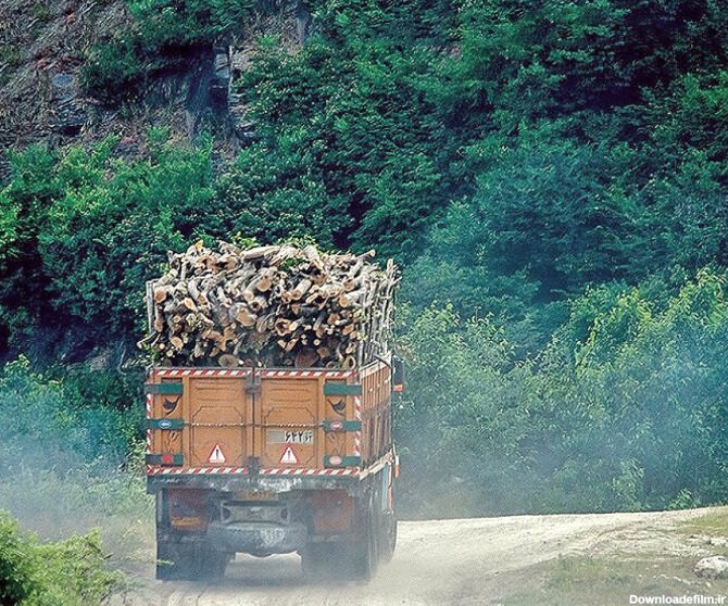 آمار‌های هولناک از نابودی جنگل‌ها - تابناک | TABNAK
