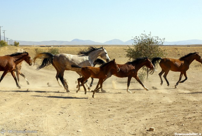 نژاد اسب دره شوری - تابناک | TABNAK
