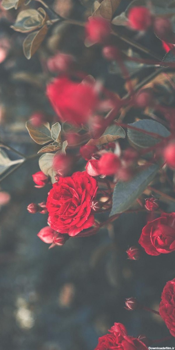 عکس های تصویر زمینه گل رز قرمز برای پس زمینه گوشی و موبایل